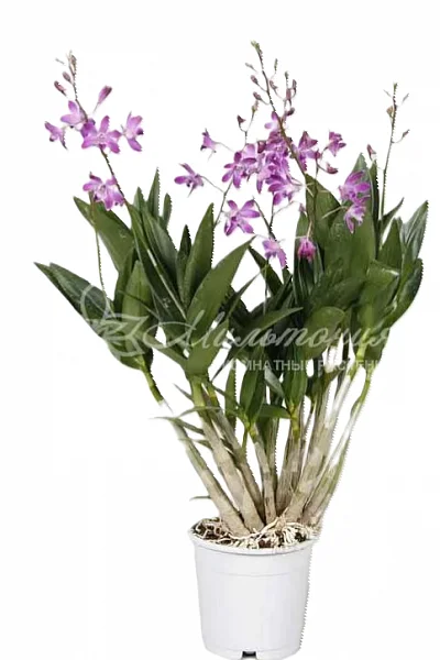 Орхидея Дендробиум (Dendrobium Nobile)