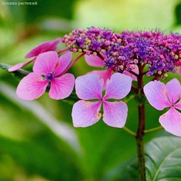 Гортензия пильчатая Даредевил / Р12 / Hydrangea serrata ...