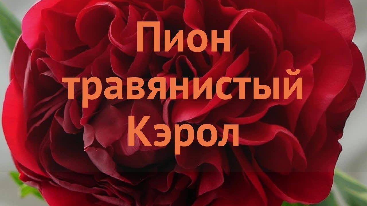 Пион Кэрол купить в Казани | Товары для дома и дачи | Авито