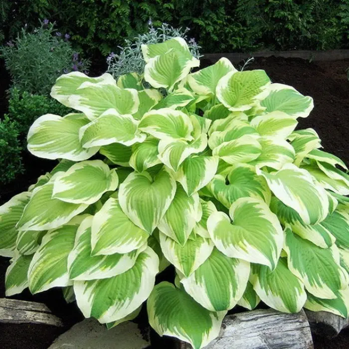 Hosta.com.ua. Хоста Delta Dawn (Дельта Дон): описание, фото ...