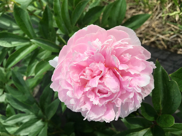 Пион травянистый 'Пинк Гийант' / Paeonia 'Pink Giant'