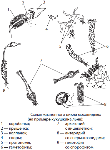 Царство Plantae. Высшие споровые растения. Семенные растения ...