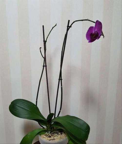 ОРХИДЕЯ Phalaenopsis “STELLENBOSCH”. СТЕЛЛЕНБОШ, ДОМАШНЕЕ ...