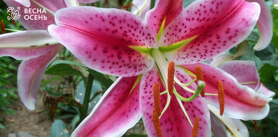 Merostar Oriental Hybrid Lilium Flower ...