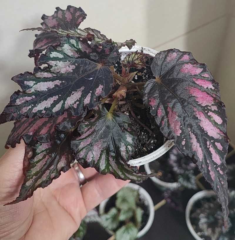 Jual Begonia Helen Teupel (Minimal 3 Daun) | Shopee Indonesia