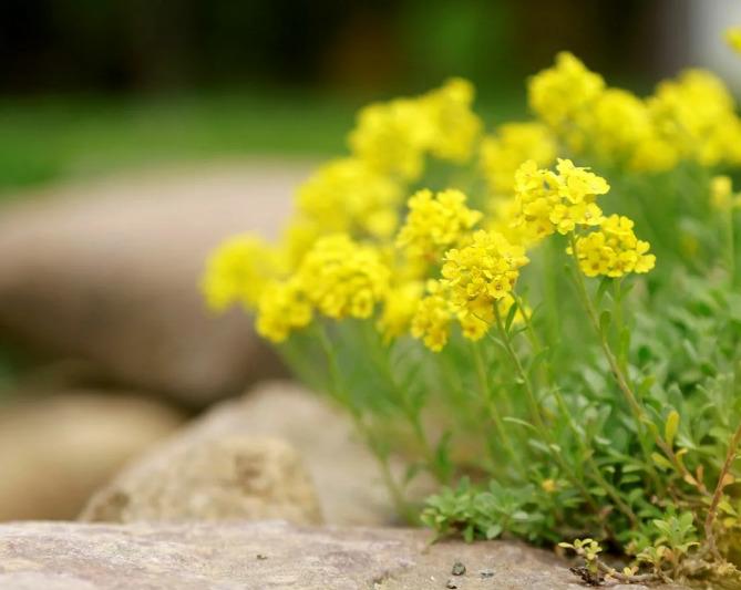 Алиссум (Alyssum) - Питомник роз