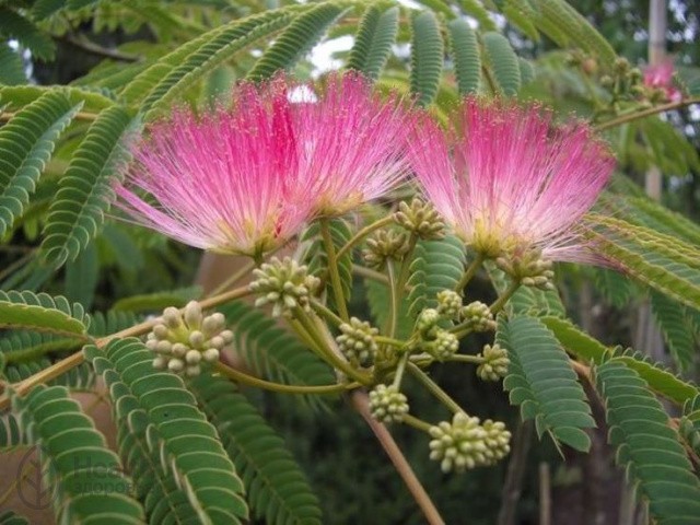 Акация нильская, или Акация аравийская (Acacia nilotica)