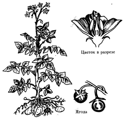 Brassicaceae или Cruciferae ...