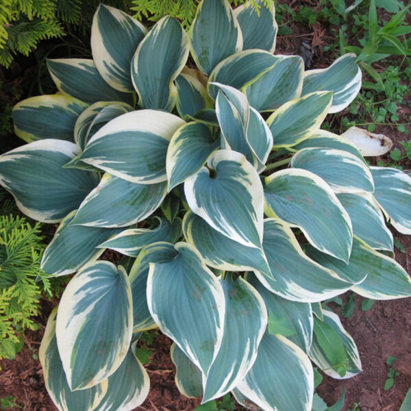 Hosta 'First Frost' - Sienna Hosta