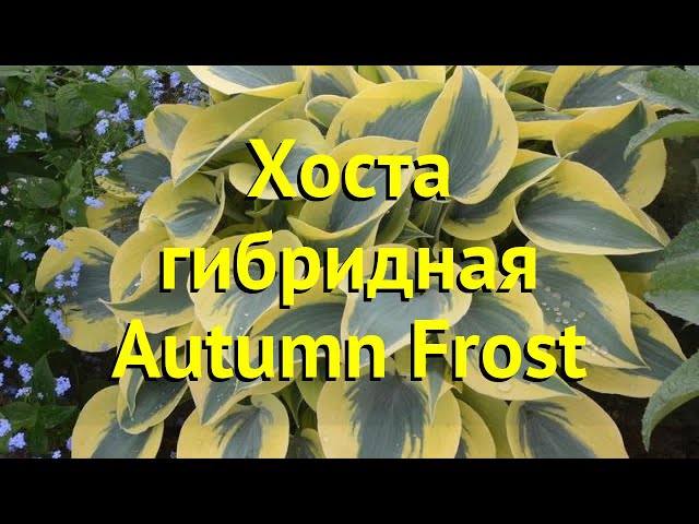 Хоста Autumn Frost (Отэм Фрост) купить выгодно✵Сады-Эдема.рф ...