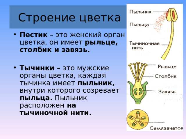 цветок | это... Что такое цветок?