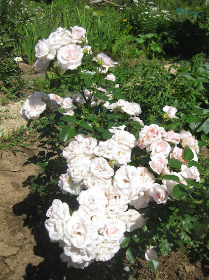 Roses Manuel Canovas - plant, care and cultivation. Roses ...