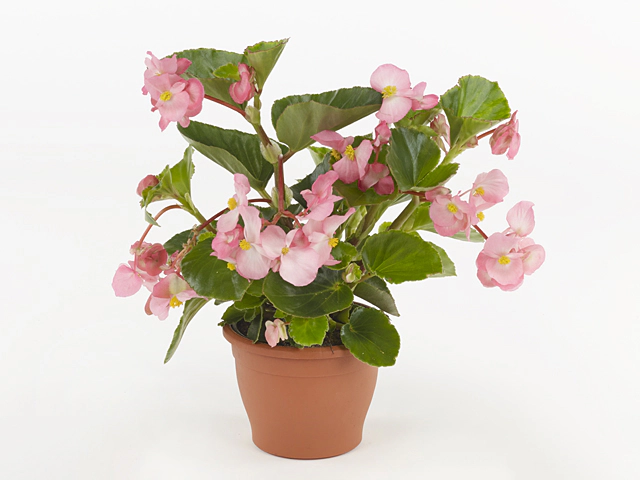 Begonia (Green Leaf) Pink