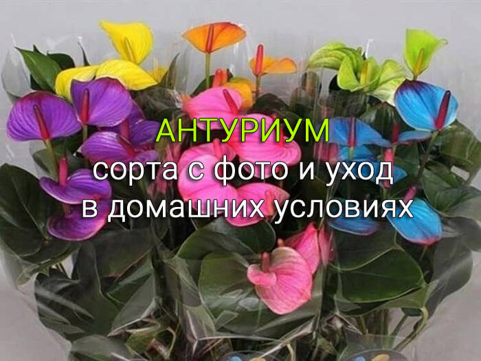 АНТУРИУМ - Все о комнатных растениях на flowersweb.info