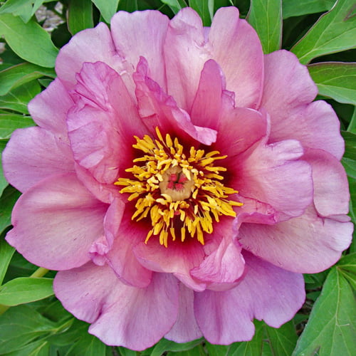 Paeonia Pink Semi Double Stock Photos ...