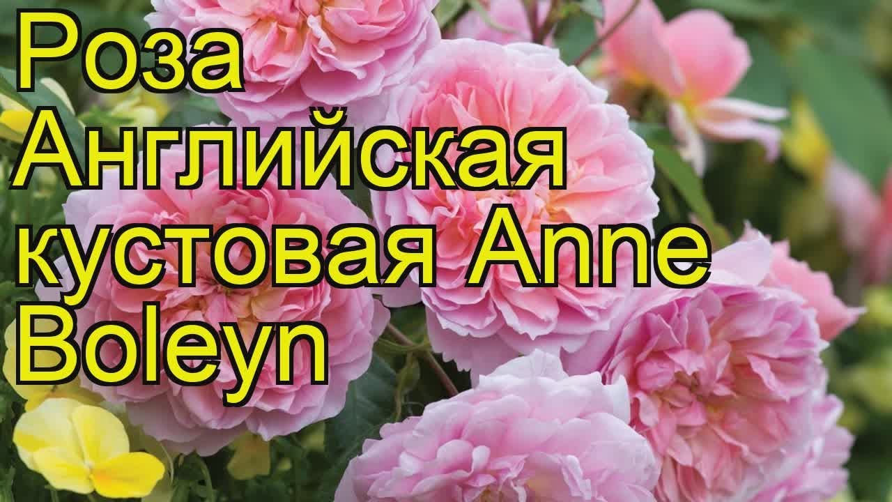 Джубили Селебрейшн