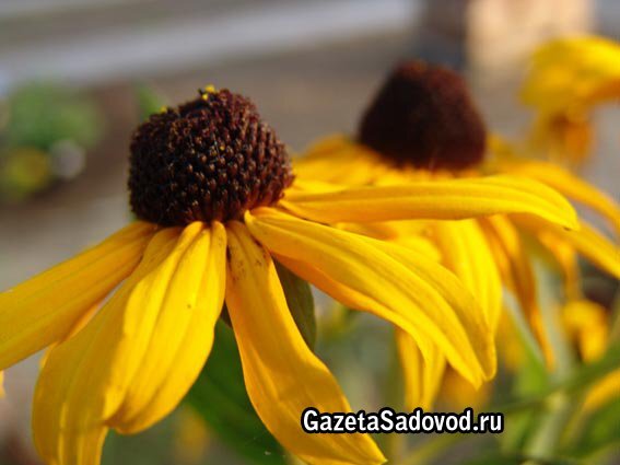 Желтые осенние цветы в лесу - solidago canadensis. Стоковое ...