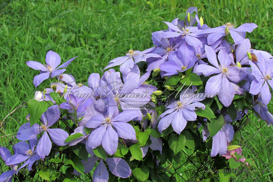 Ломиніс / Клематіс Джуста, ціна, купити, Київ, Clematis Justa ...