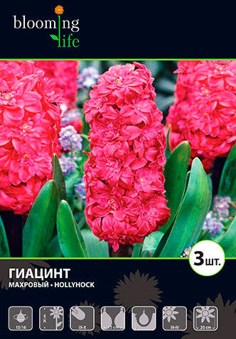 Гиацинт Аква (Hyacinthus Aqua) - Луковицы гиацинтов - купить ...