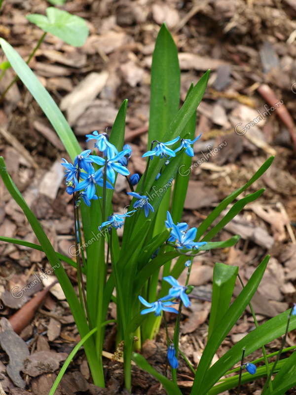 Scilla bifolia ...