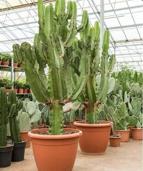 Суккулент Кактус Pyrrhocactus villicumensis VG-1143 семена 10 ...