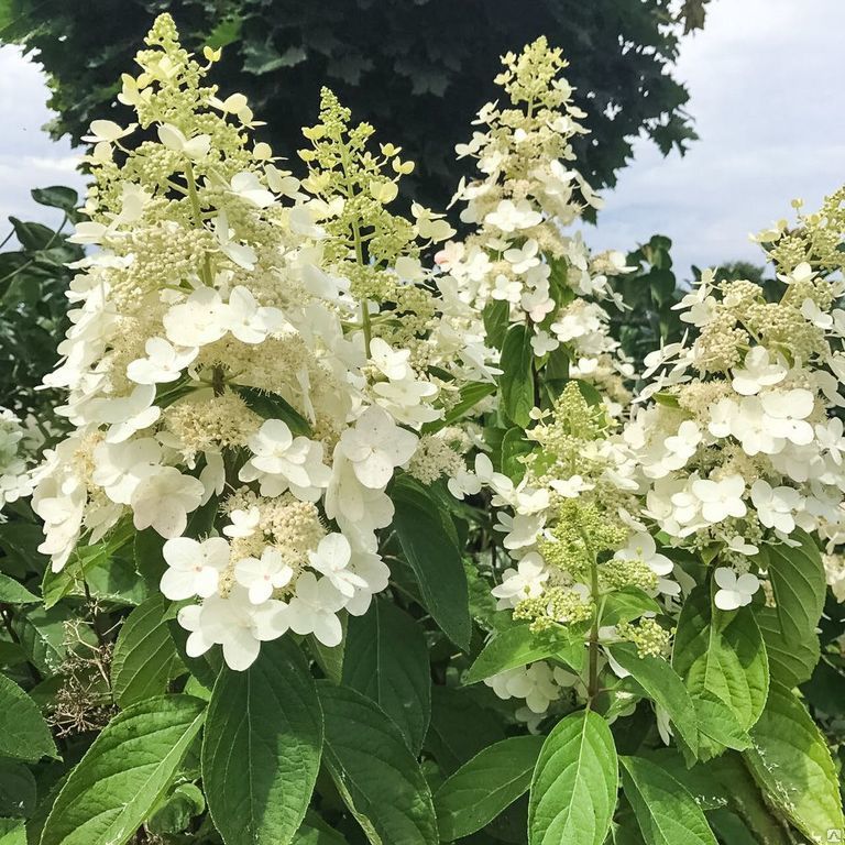 Гортензия Киушу: отзывы, описание сорта, фото, видео, отзывы ...