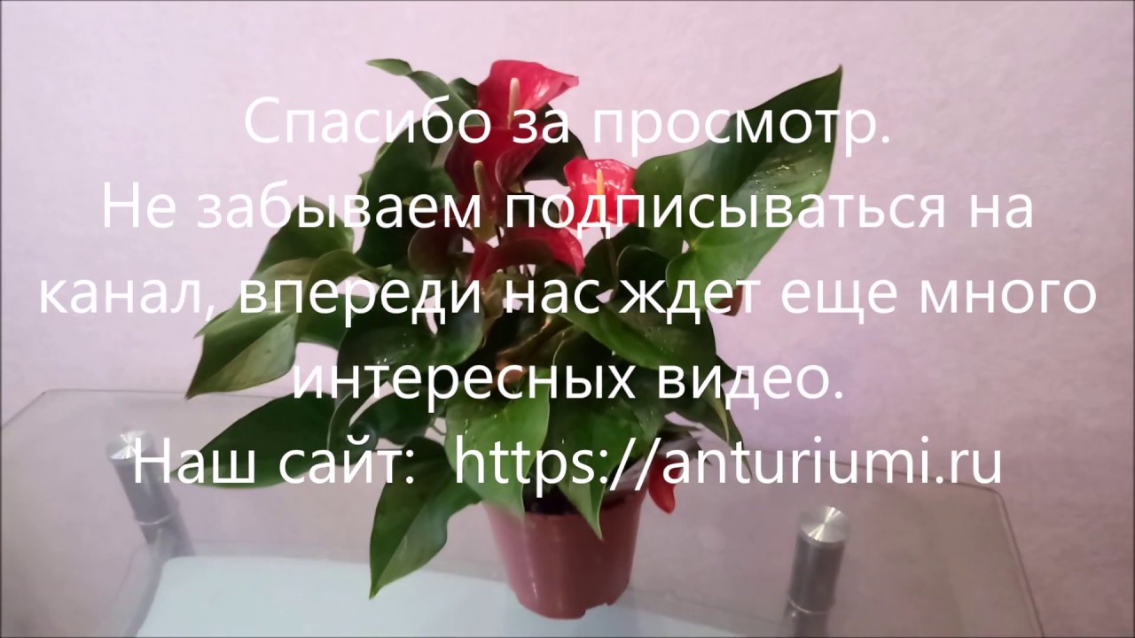 Антуриум можно выращивать как в зимнем саду, так и, в горшке ...