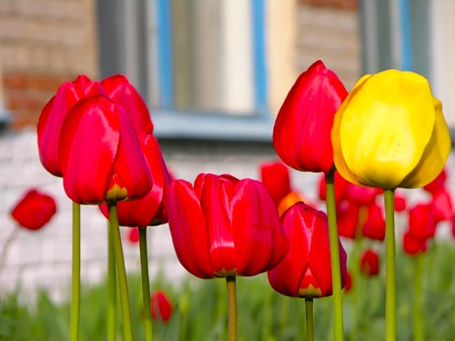 Tulip Queensday | Bluestone Perennials