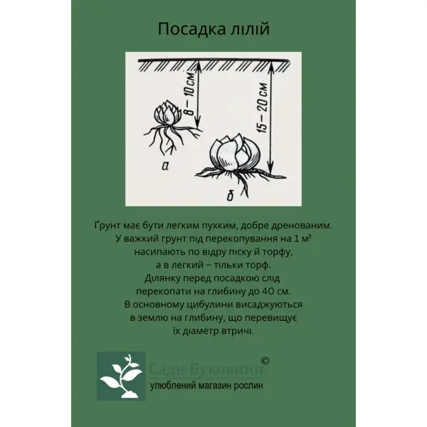 Лилия Мистер Писташ ОТ-гибрид купить в Москве по низкой цене ...