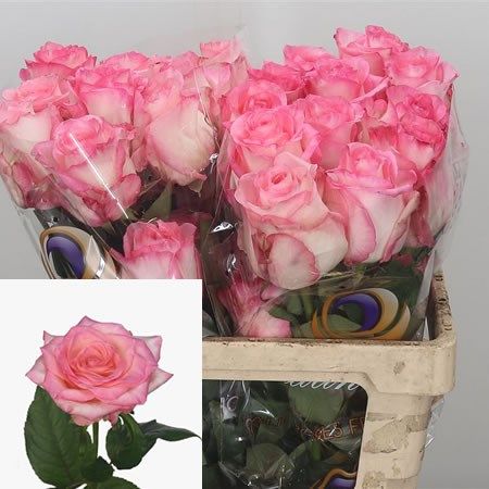 Rose Boulevard 60cm | Wholesale Dutch ...