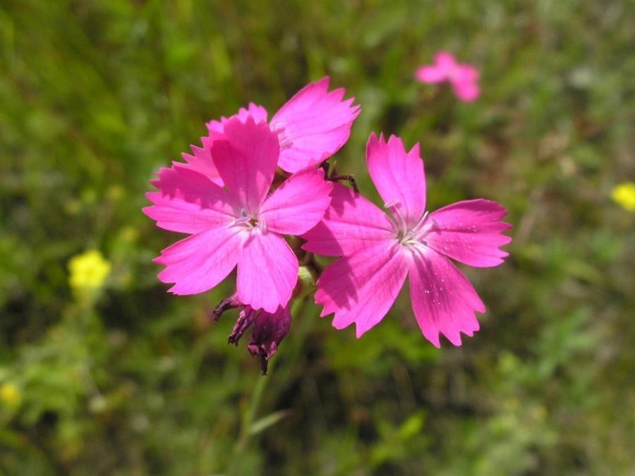 Купить Семена Гвоздика Фрейна (Dianthus freynii) 0,5 г ...