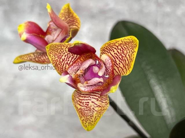 Phal. Sogo Lawrence -2.5' Mericlone | Passiflora.ru - Сервис ...