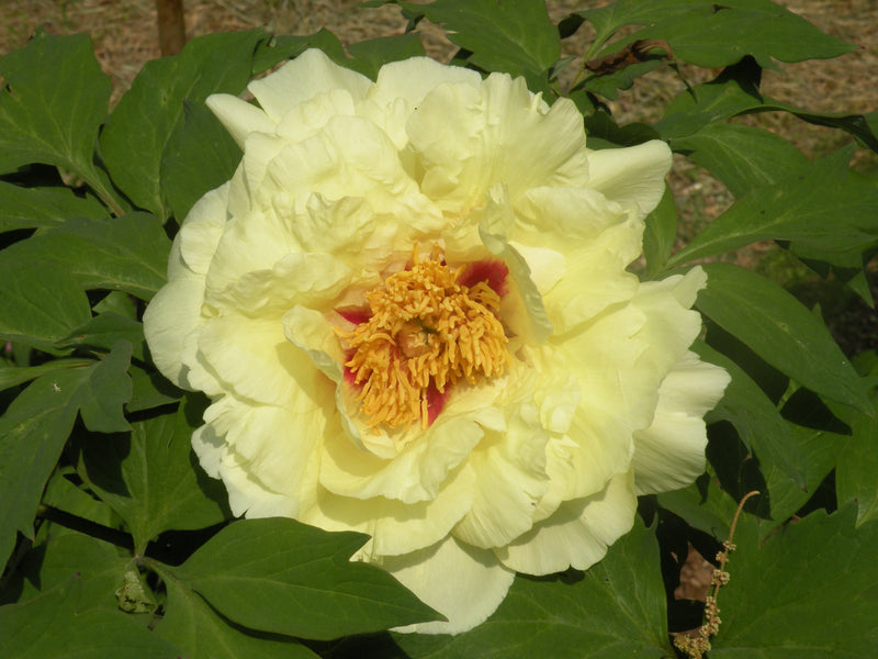 My Yellow Crown Itoh peony is blooming ...