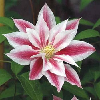 Clematis 'Akafuji' | SlovenskeTrvalky.sk