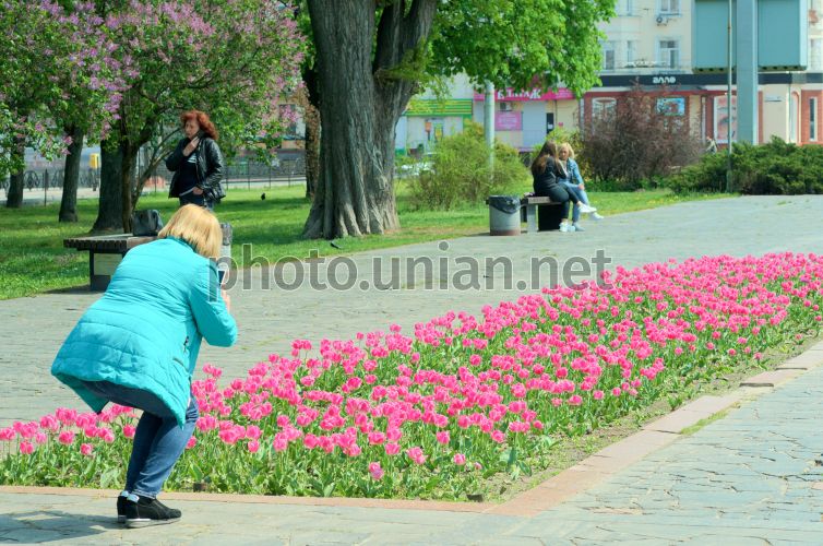 Клумба из тюльпанов может быть очень эффектной — рассказываю ...