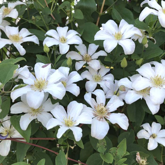 Clematis Huldine