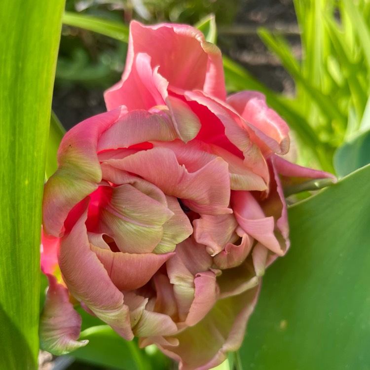 Tulip bulbs Creme Upstar - a short peonyflowering tulip ...