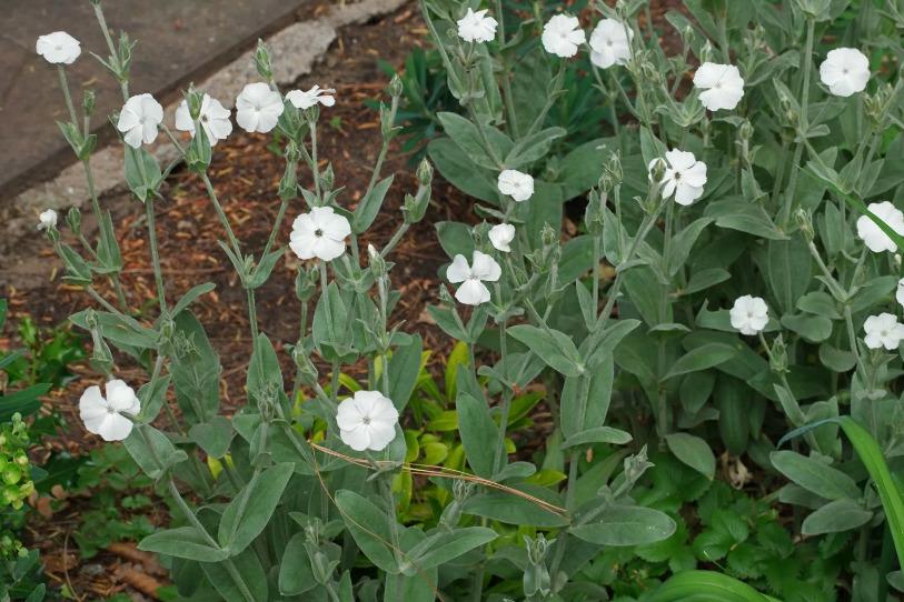 Лихнис корончатый (Lychnis coronaria ...