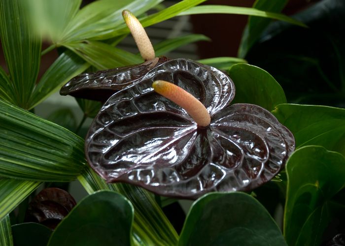 Антуриум (Anthurium) — описание, выращивание, фото | на ...