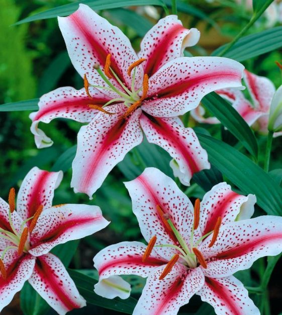 Lilium Dizzy – Jack the Grower