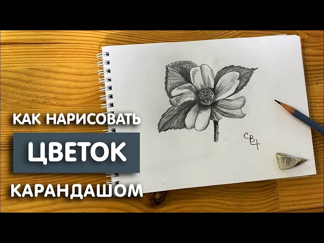 Рисуем цветы карандашом поэтапно для начинающих