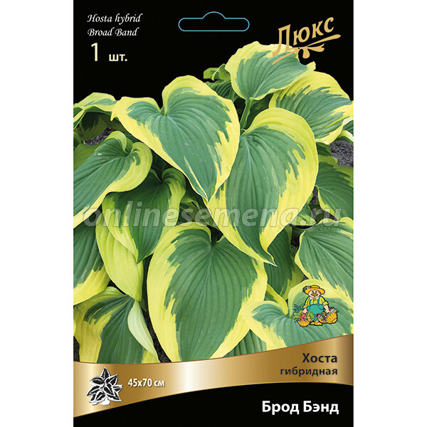 Хоста гибридная Фрагрант Дрим (Hosta hybride Fragrant Dream ...