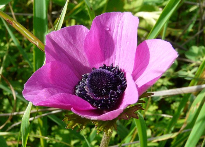 Anemone nemorosa L. (Anemonoides ...