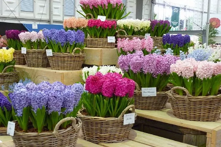 Hyacinthus