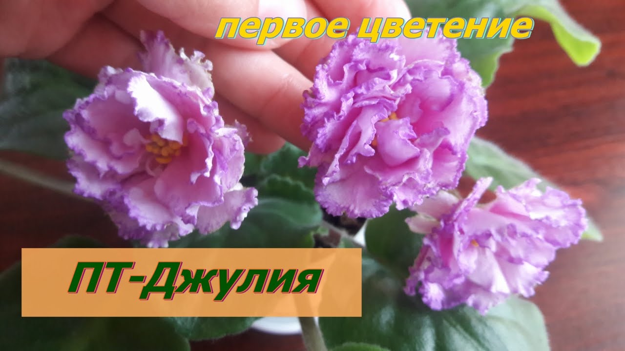 Цветущая фиалка ПТ-ДЖУЛИЯ - YouTube