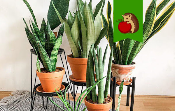 Сансевиерия, щучий хвост, тещин язык / Sansevieria ...