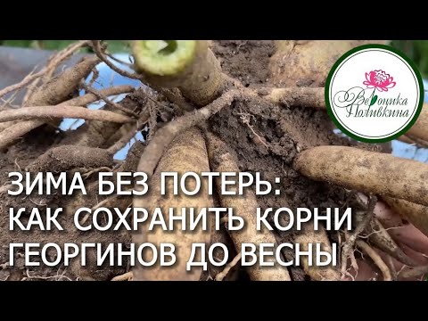 Могут ли однолетние георгины оказаться многолетними? - ответы ...