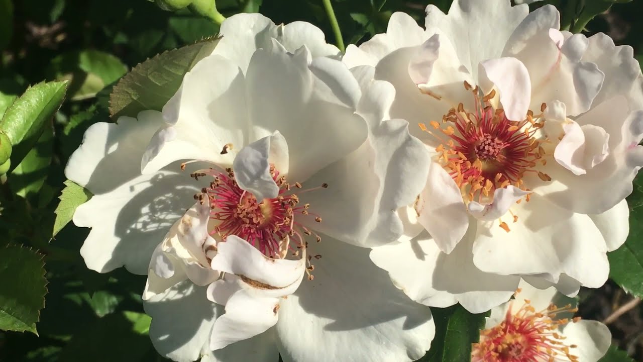 Rose ' Jacqueline du Pre ' | A very lovely rose. | The ...