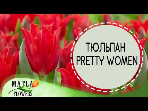 Tulipa Тюльпан Pretty Woman (10 шт) купить, отзывы, фото ...