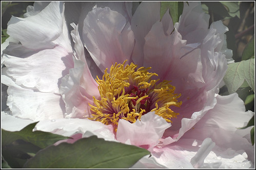 01-517 Paeonia King's Ransom | Earl Reinink | Flickr